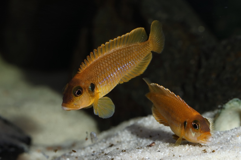 Lamprologus ocellatus (Gold)